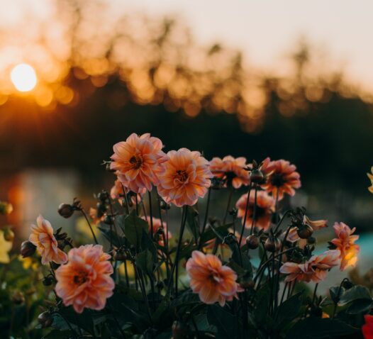 Blommor i motljus med en solnedgång i bakgrunden.