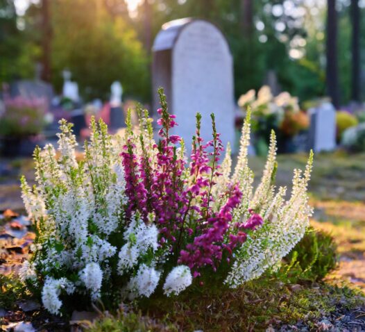 Vita och lila blommor på en gravplats i skymningen med gravstenar i bakgrunden.