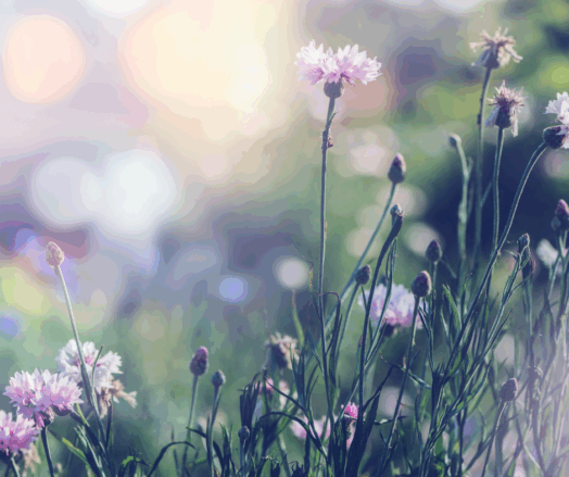 Blommor i en äng med oskarp bakgrund av solnedgångsljus.